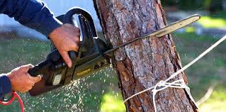 How Our Tree Care Process Works  in  Preston, TX