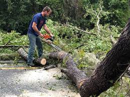 Best Utility Line Clearance  in Preston, TX