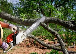 Best Grass Overseeding  in Preston, TX