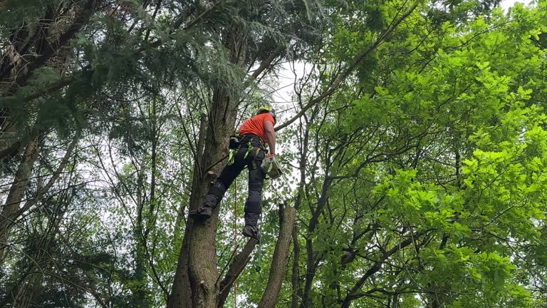 How Our Tree Care Process Works  in  Preston, TX