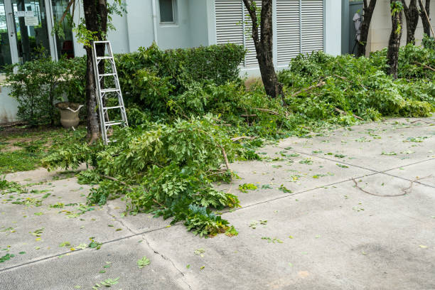 Reliable Preston, TX Tree Removal Solutions